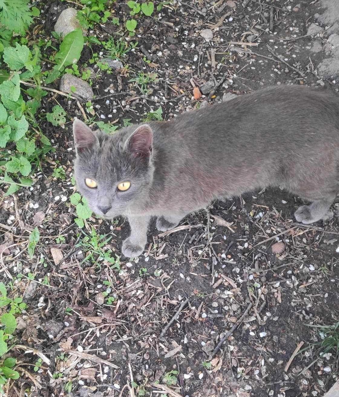 Сірий блакитний котик (6 місяців) шукає дім! Віддам в хороші руки!