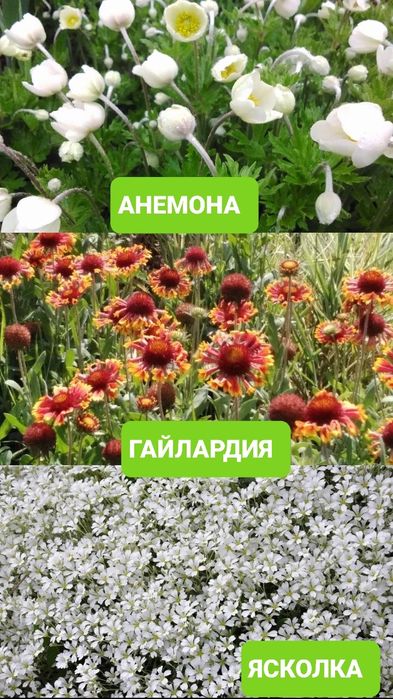 ХРИЗАНТЕМА,Лилия,Ромашка,Эхинацея.Ирис,БИРЮЧИНА,САМШИТ,Спирея