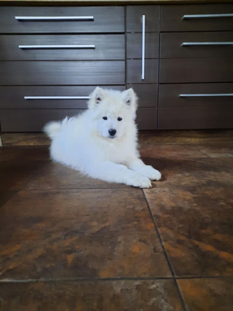 Szczenię samoyed