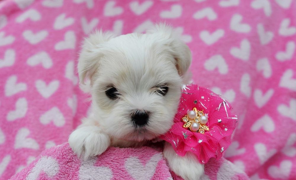 Śliczna sunia maltanczyk