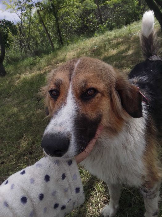 Прилаштовується доросла собакен.