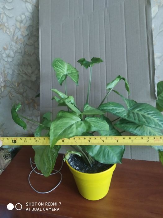 Комнатный цветок сигнониум Грея