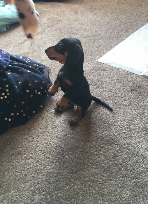 Оксамитовий погляд і чорний блиск — цуценята такси