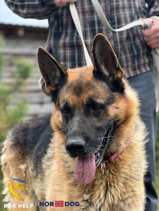 Німецька вівчарка Ніколас (3-4 роки) шукає дім.