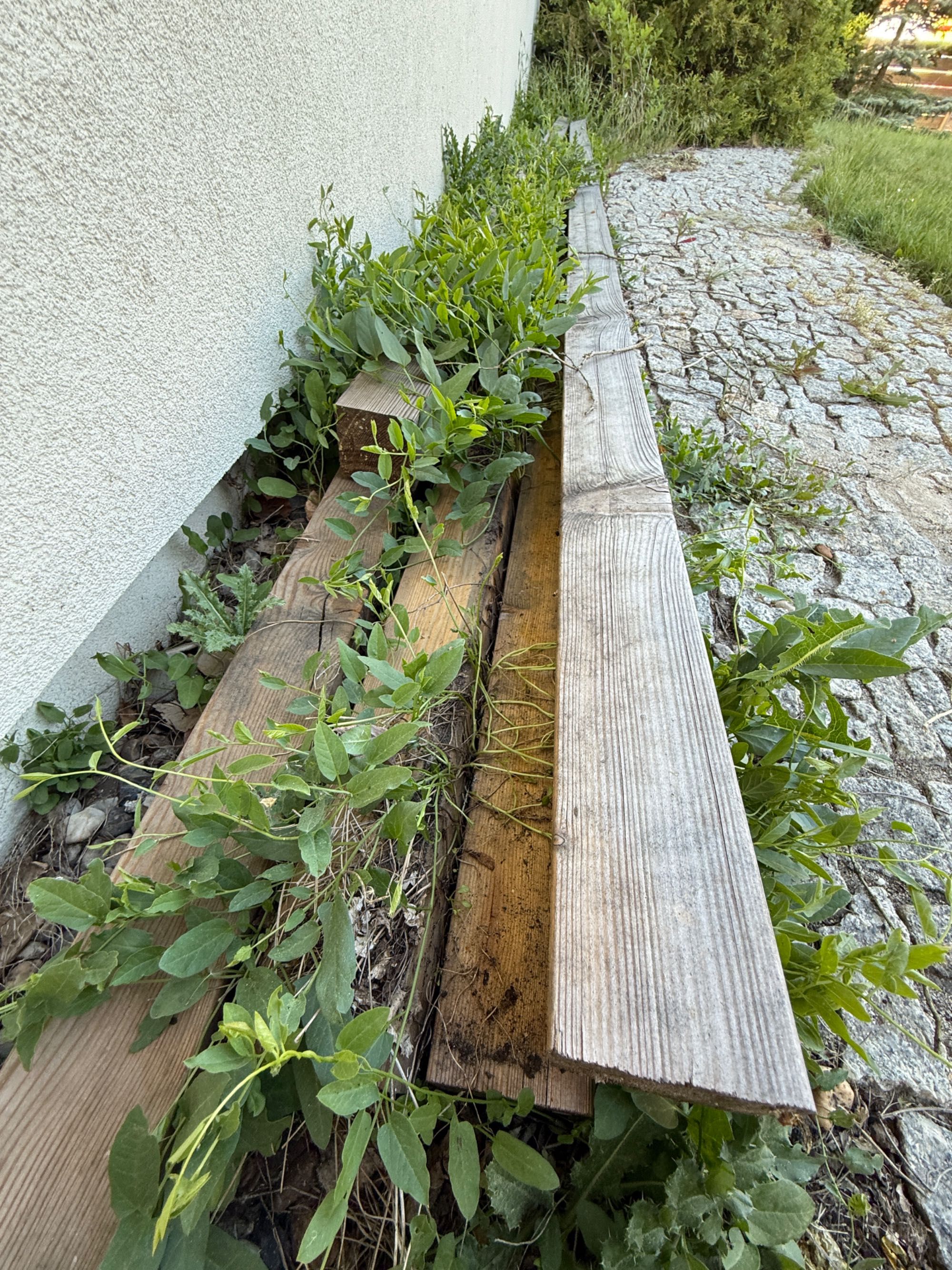 Legar Modrzew syberyjski  85x85 4,00m - 50 zł ( 5 sztuk)
