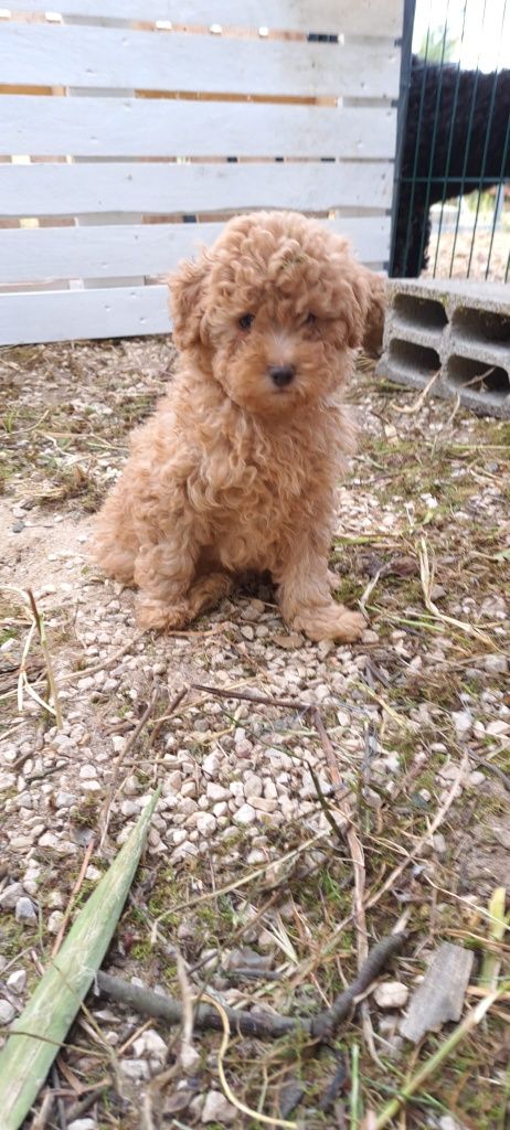 Caniche Toy disponível para entrega imediata