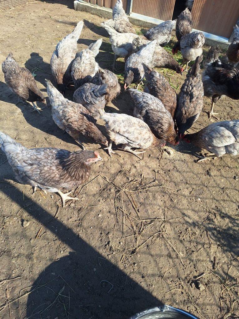 Jaja legowe zielononóżki, leghorn,dominant blue,rosa,sussex,karmazyn,