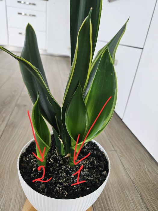 Сансевієрія Голден Флейм (Sansevieria Golden Flame)