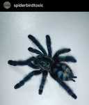 Caribena versicolor L3