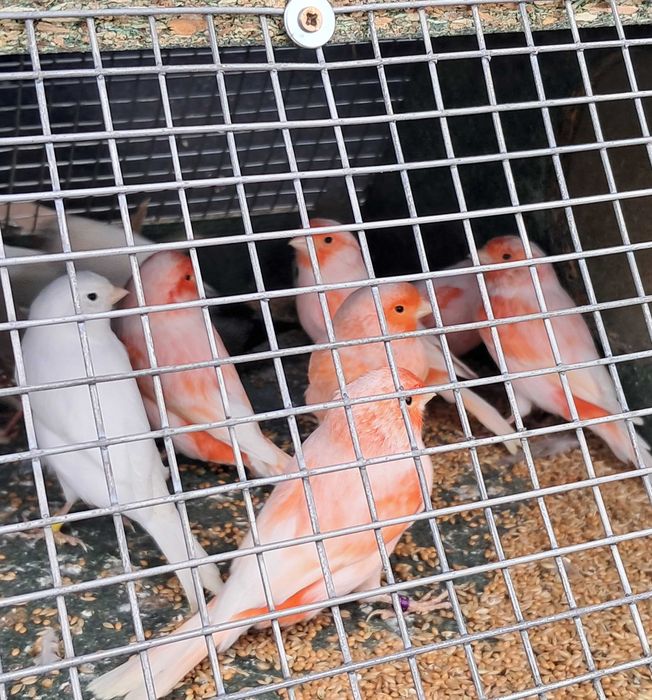 Kanarki Mozaika czerwony i Białe