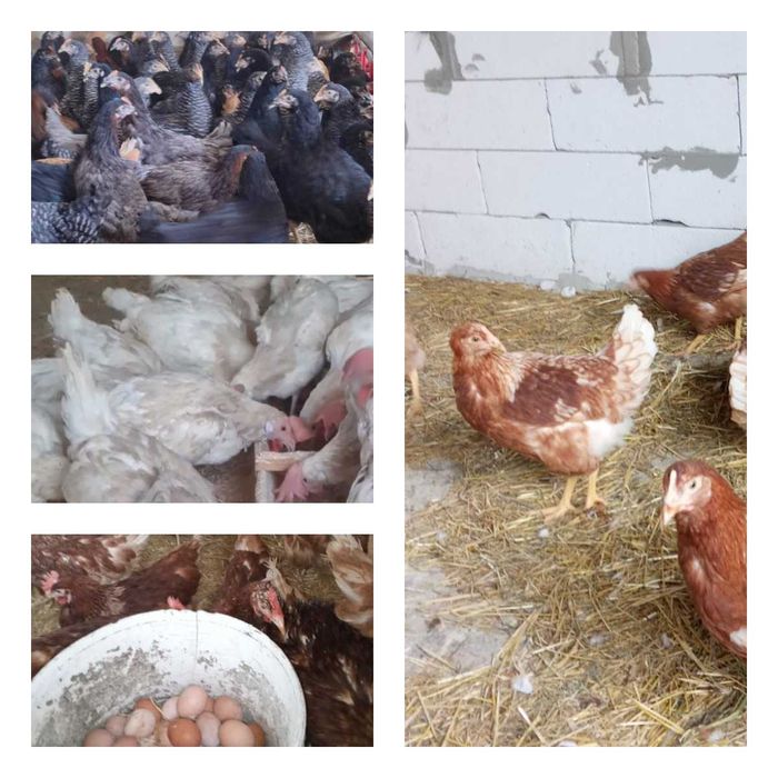 Продам кури несушки! Доставка безкоштовна. Баришівка!