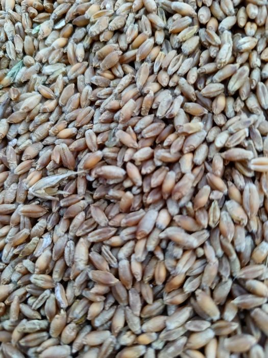 Pszenżyto ozime Presley