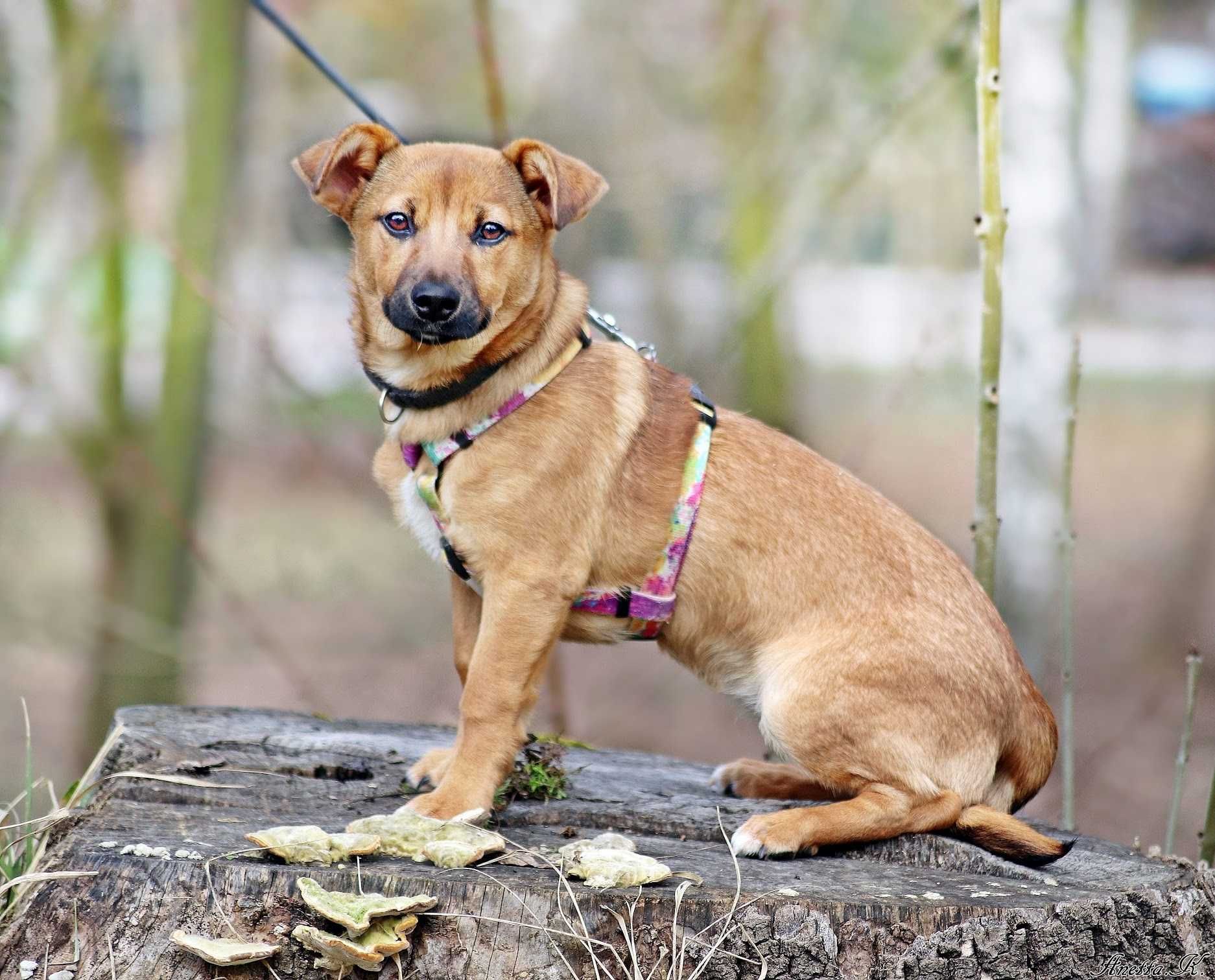 Malutka roczna kochana PEPSI do adopcji!