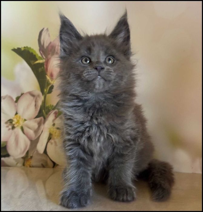 Koteczka Maine Coon Ornelia