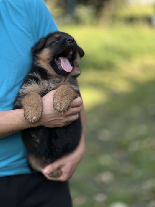 Німецька вівчарка хлопчик та дівчинка – щирі очі і відданість