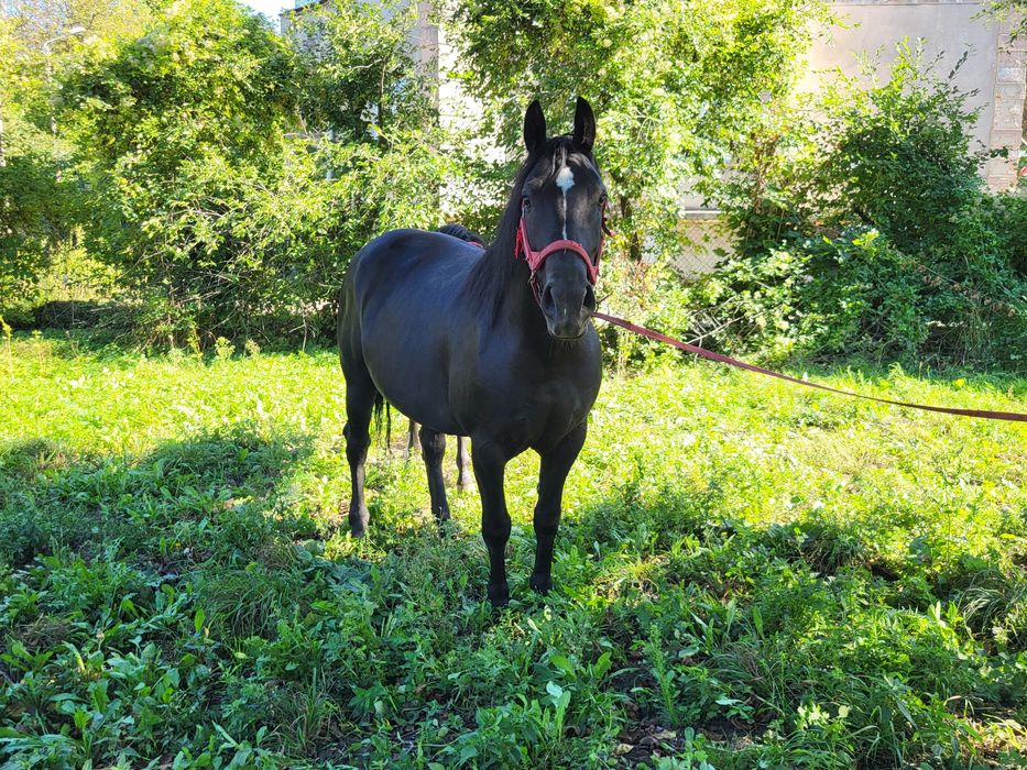 Klacz ślaska zażrebiona