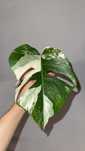 monstera variegata + monstera adansonii mint