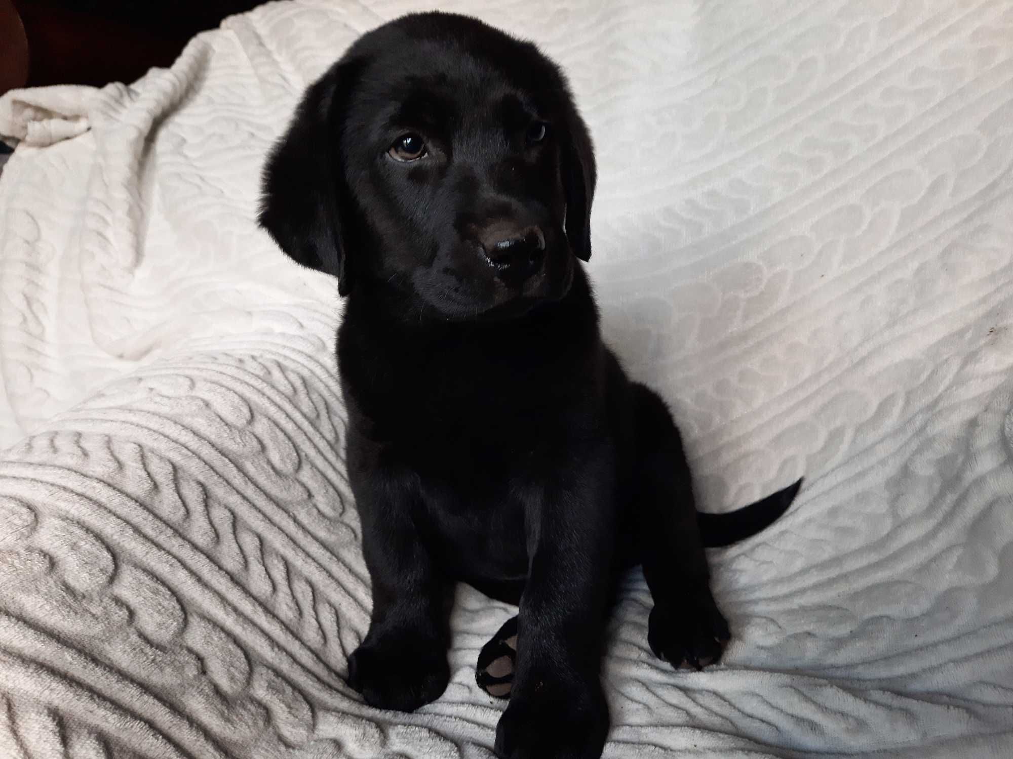 Labrador retriever, labradory czarny piesek ZKwP ,FCI