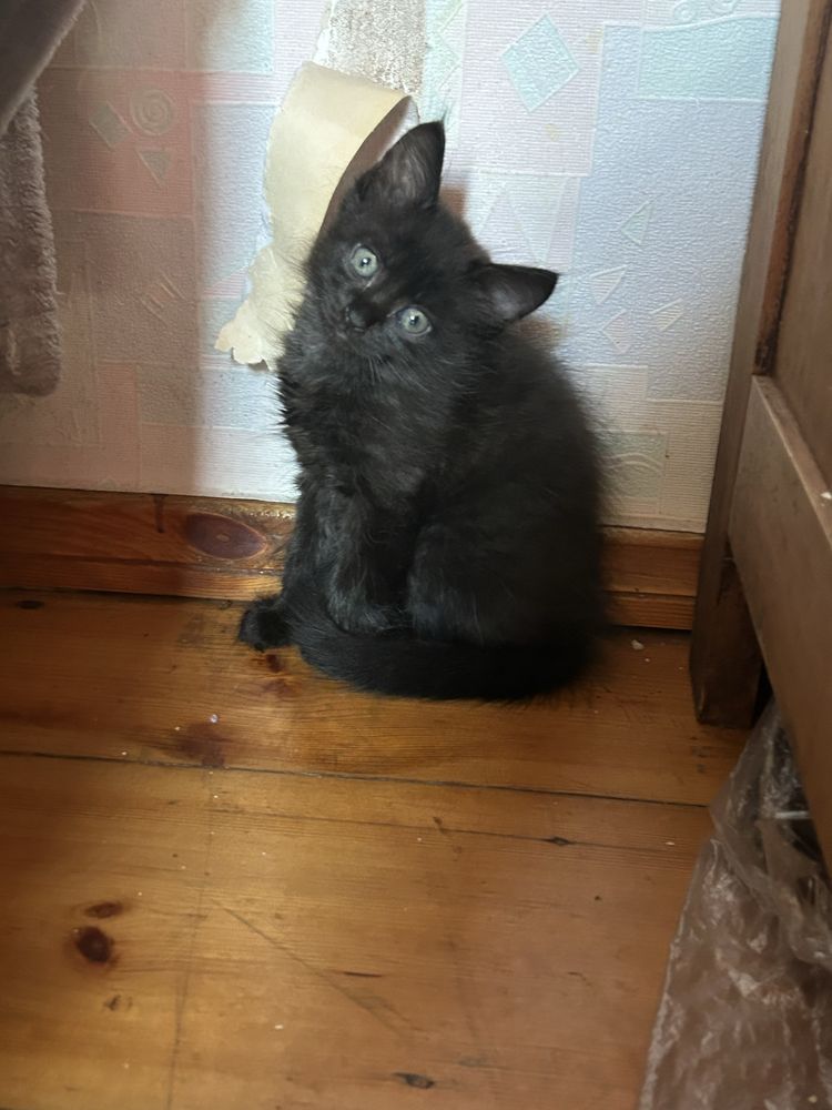 Котики безкоштовно