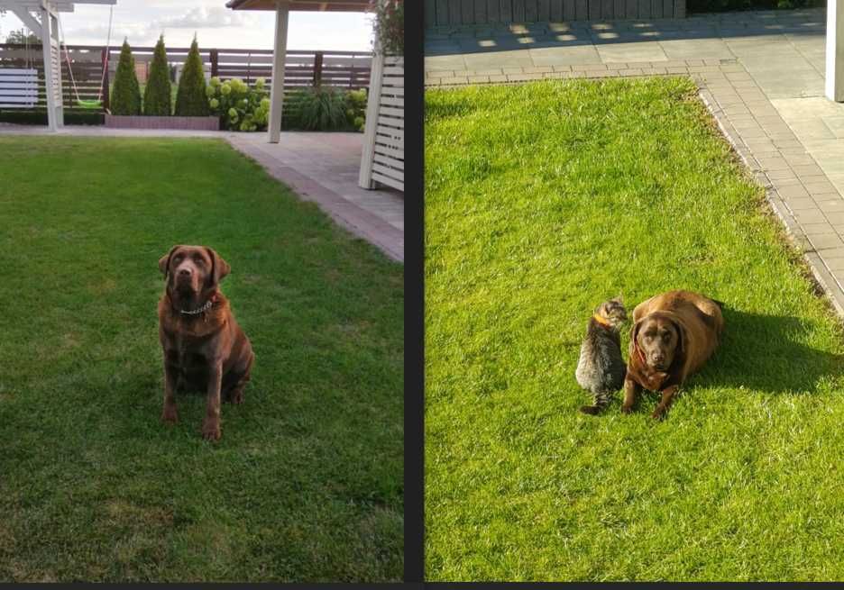 Labrador Retriever -pozostał  jeszcze 1 śliczny  szczeniak czekoladow