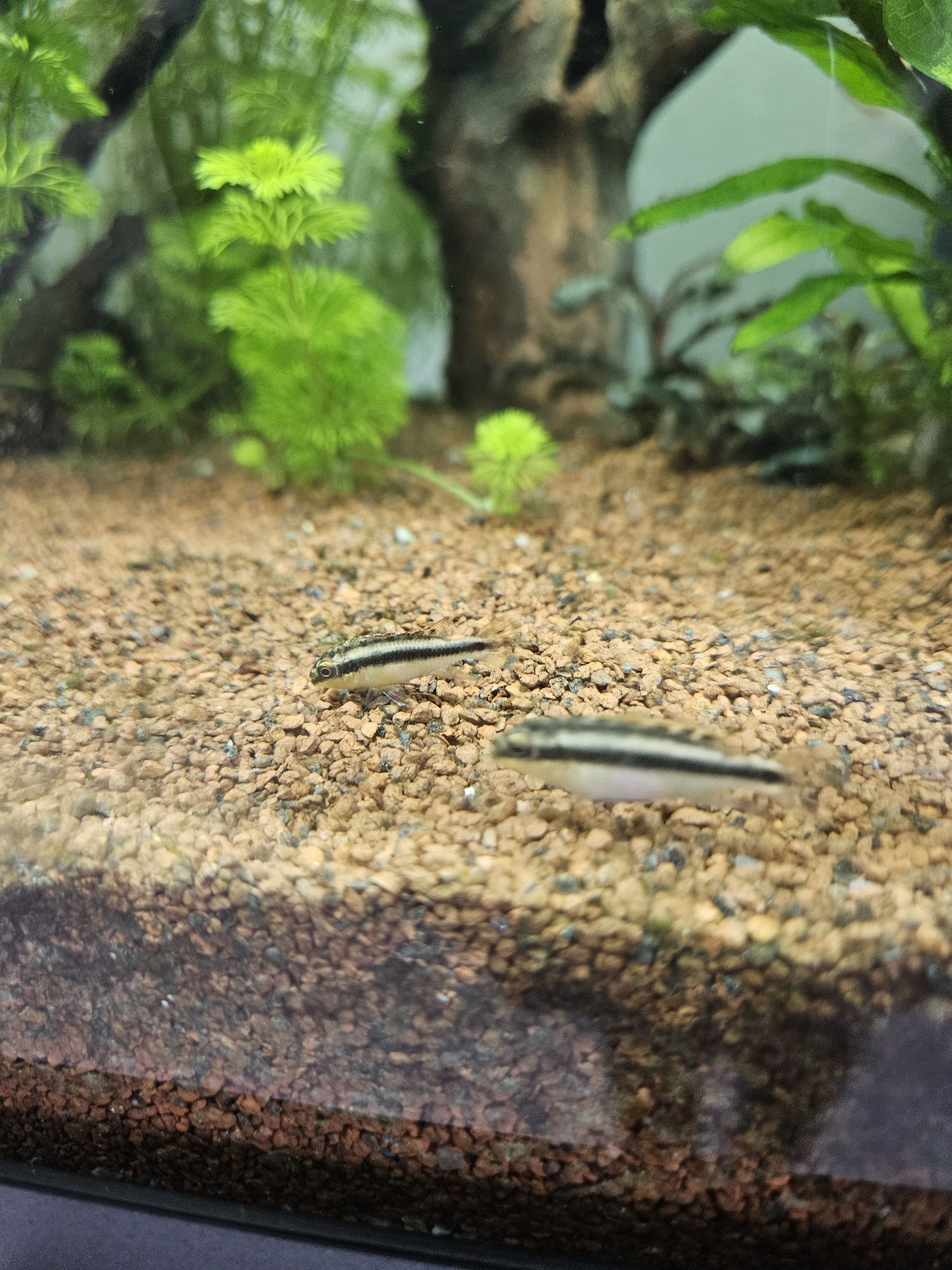 Kribensis diferentes tamanhos
