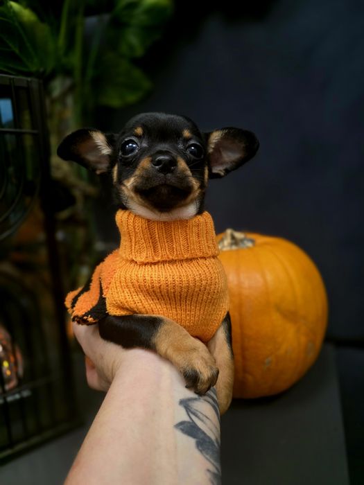 Chihuahua sunieczka 2xszczepienia legowisko iwyprawka