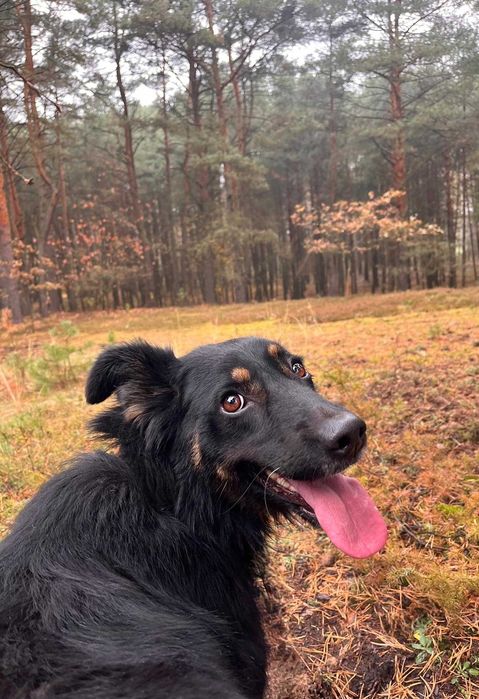 PRINCESSA w  schronisko w lututowie  aktualne