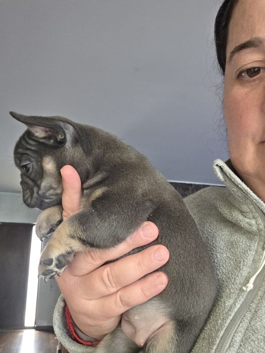 Bulldogue francês blue tan