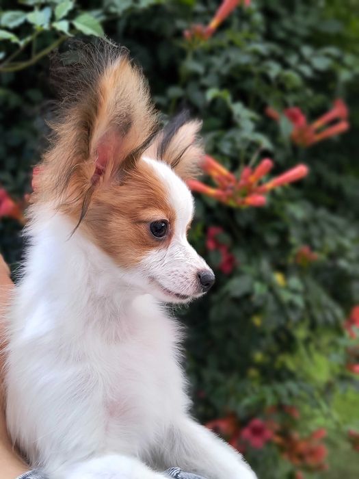 Papillon piesek import