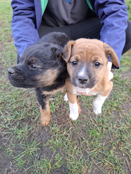 Suczki, szczeniaczki, kundelki na wydanie