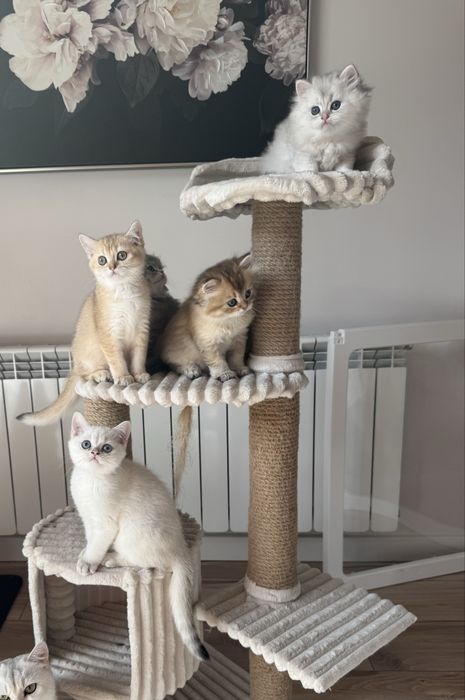 Kot kotka brytyjska FIFe FPL prawdziwy rodowód GWARANCJA