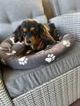 Cavalier king charles spaniel , piesek