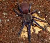 Chilobrachys sp. Blue vietnam samica 4-4,5 dc