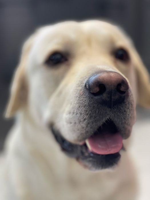 Лабрадор шукає подружку! Вʼязка.