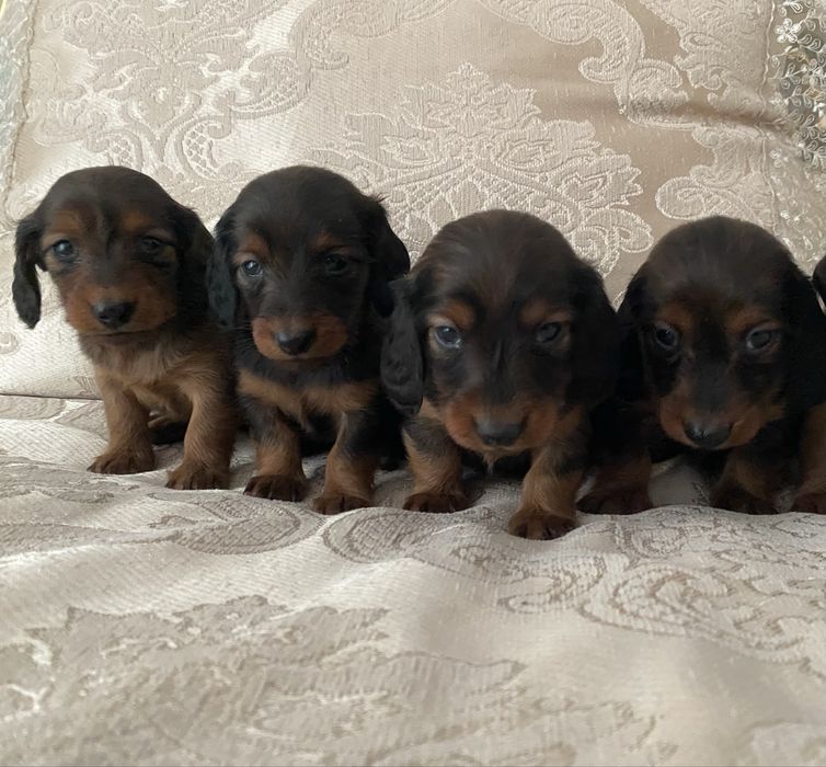 Jamnik długowłosy miniaturowy szczeniak