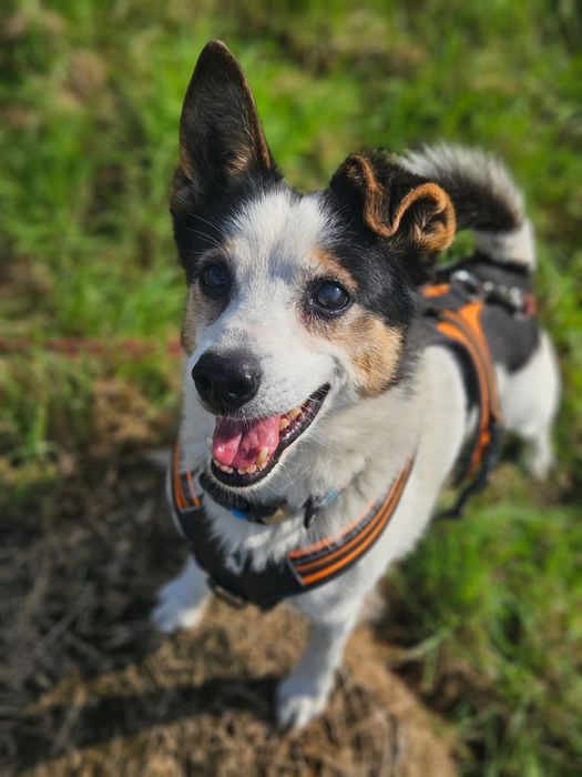 Misio – ma gadane, ma serce, szuka kanapy. Adopcja