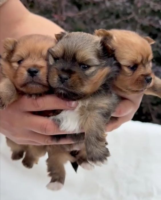 Мини детки для любви и обожания