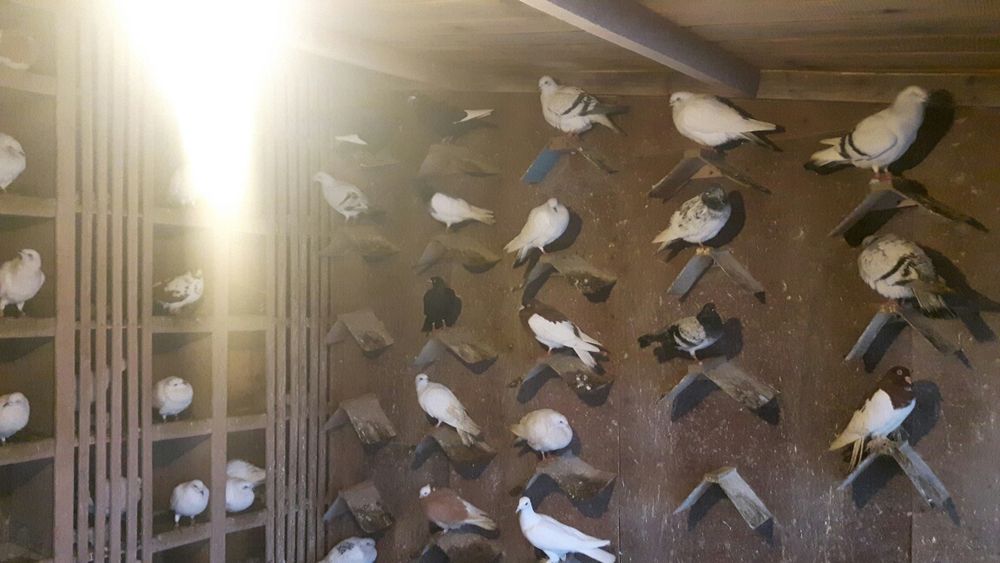 Gołębie różne lot Promocja