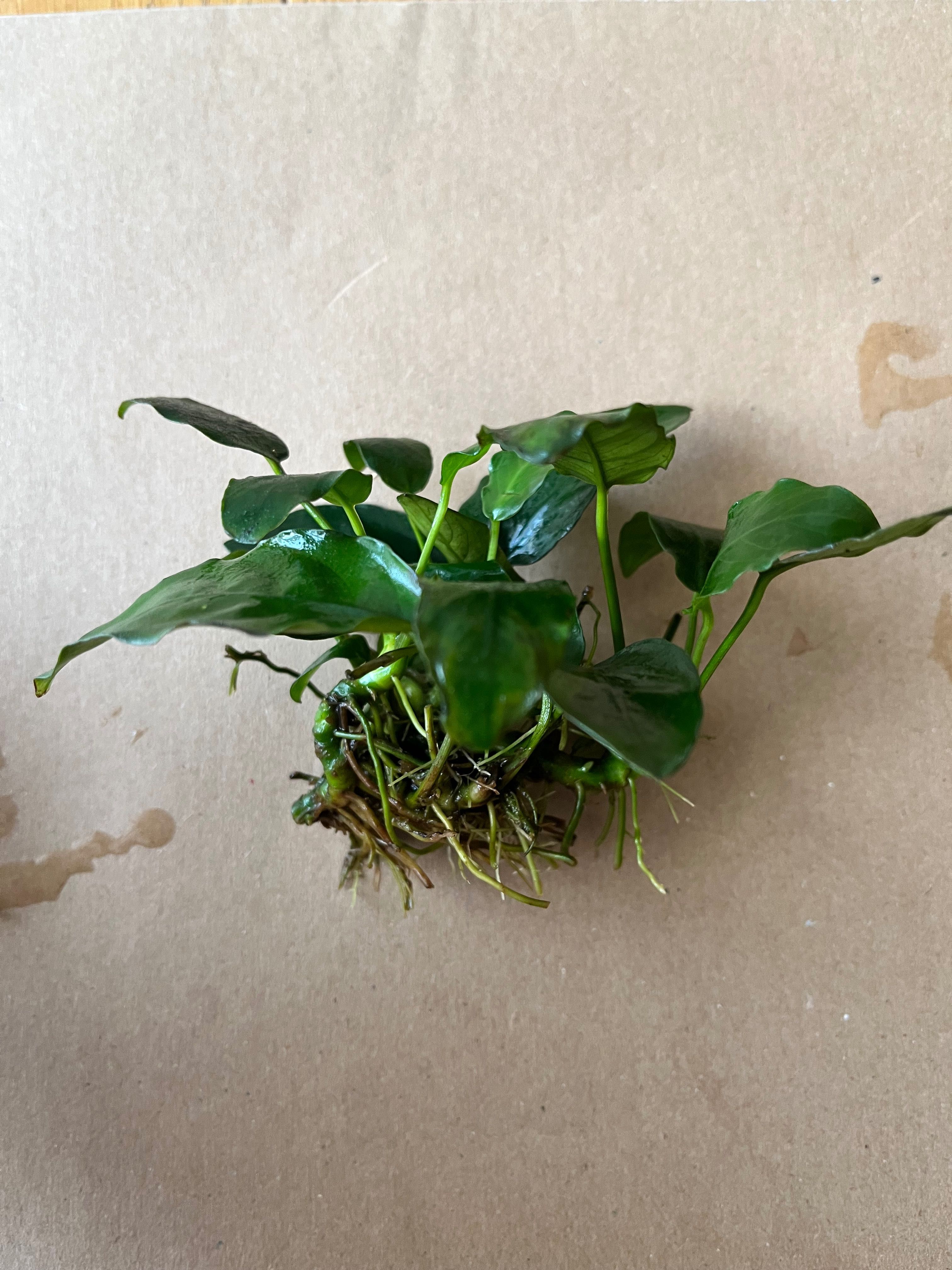 Microsorium pteropus, anubias barteri i Micranthemum monte carlo.