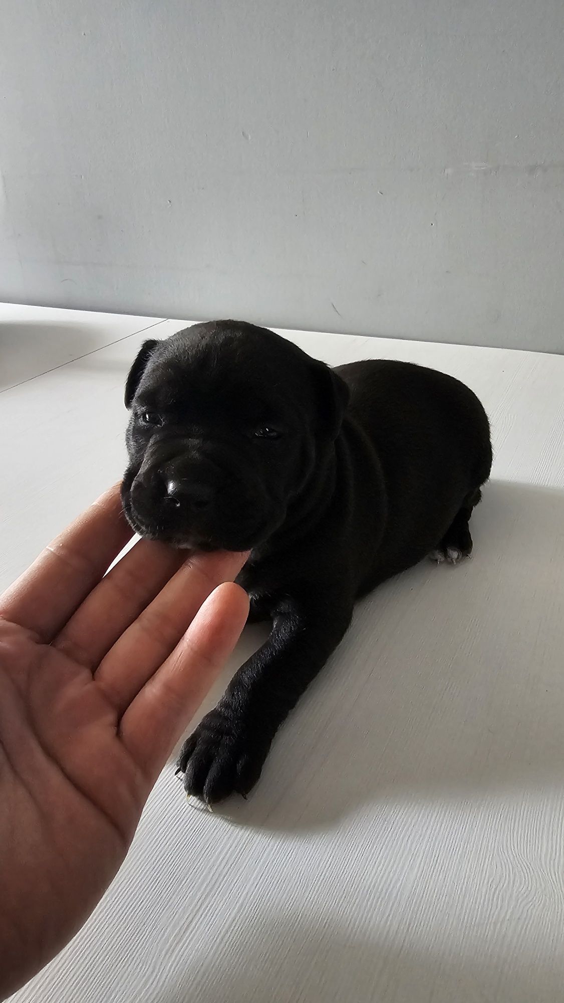 Piesek Pitbull Terrier