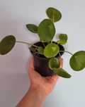 Pilea pieniążek (nadwyżka własna)