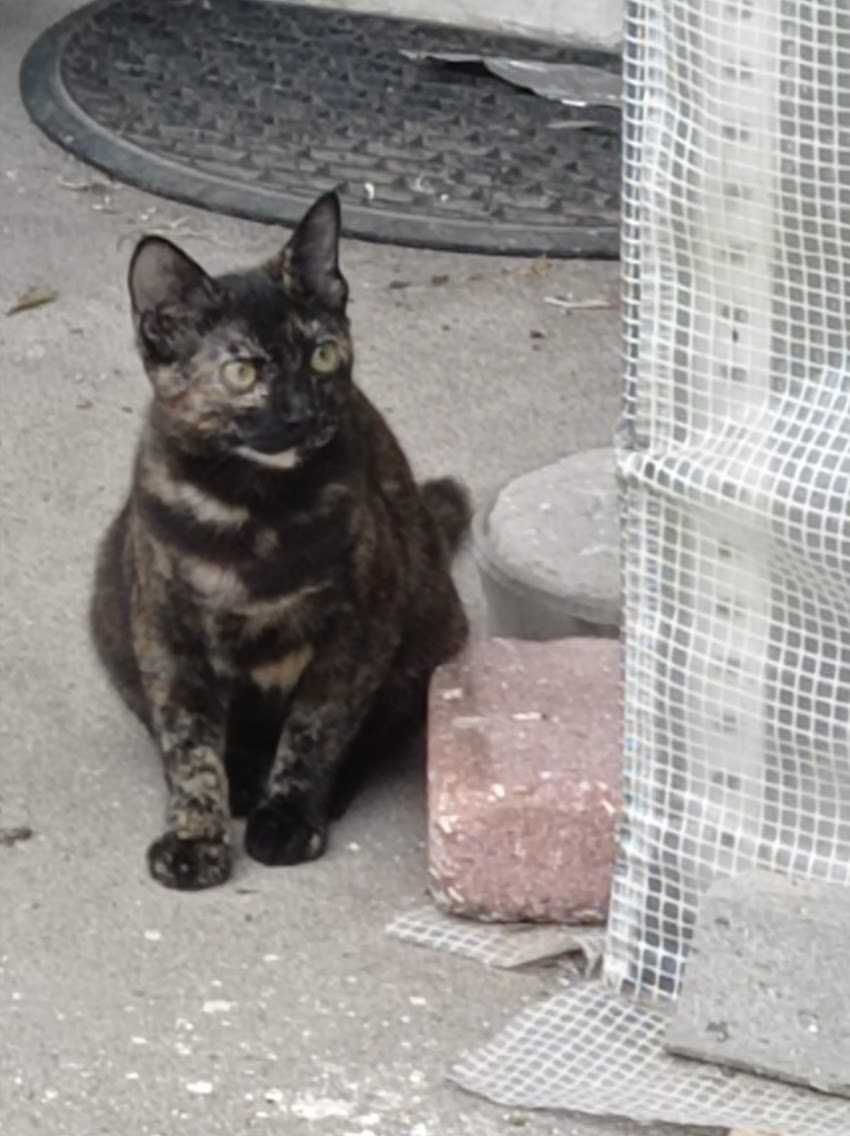 Gatinhos para adopção cuidada