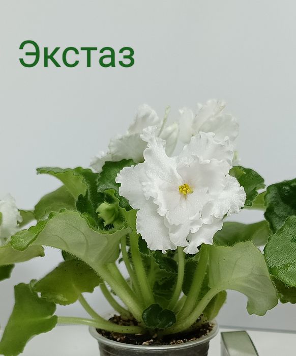 Продам фіалки сортові