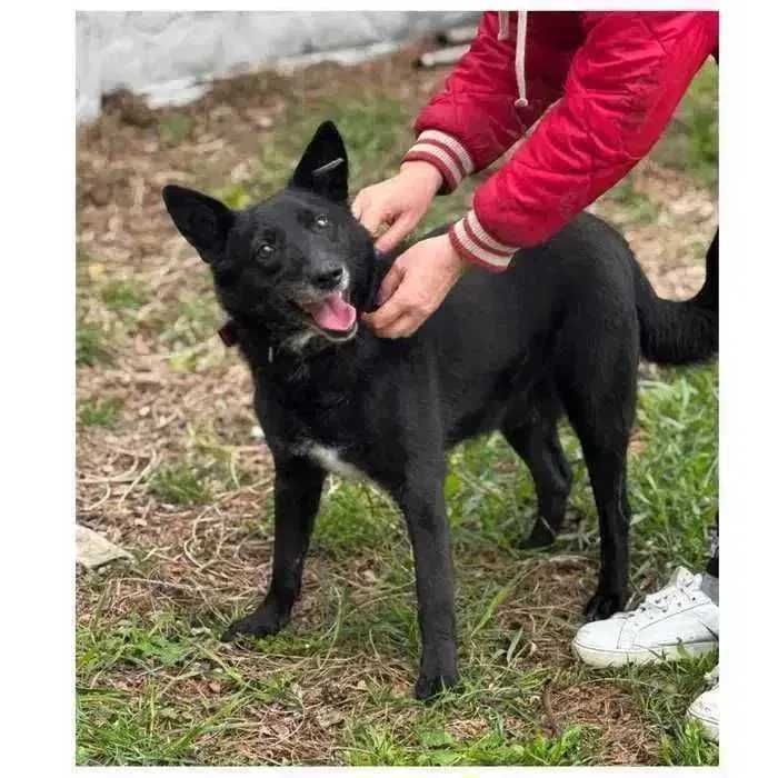 Пес ЖУК ищет дом