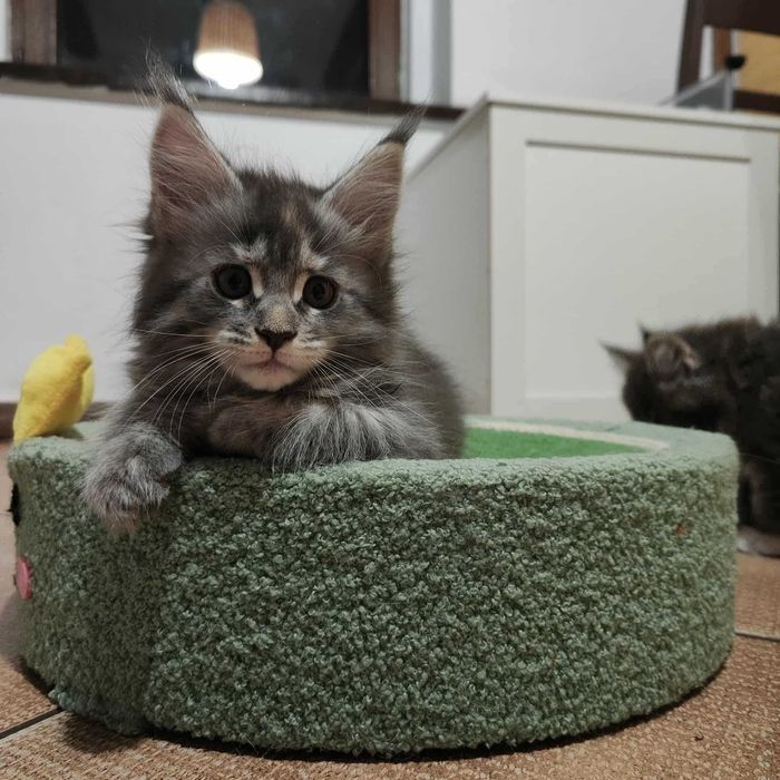Kotka Maine Coon