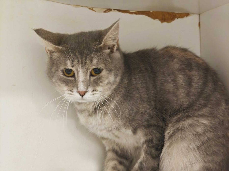 Киця Катруся шукає дім