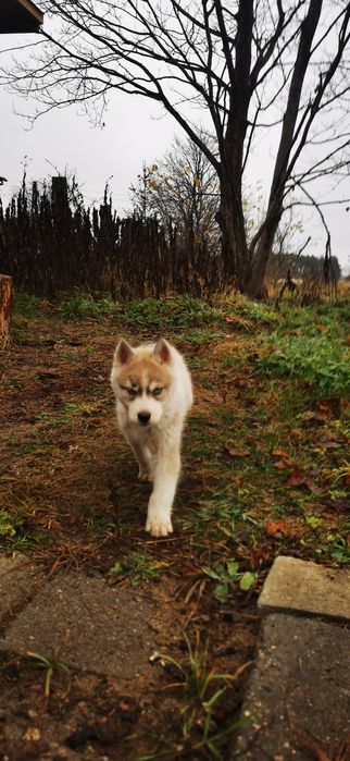Ozzy Wyjątkowy Siberian Husky