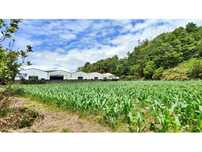 AMPLO TERRENO para projecto industrial junto ao Pico da Pedra, Ribe...