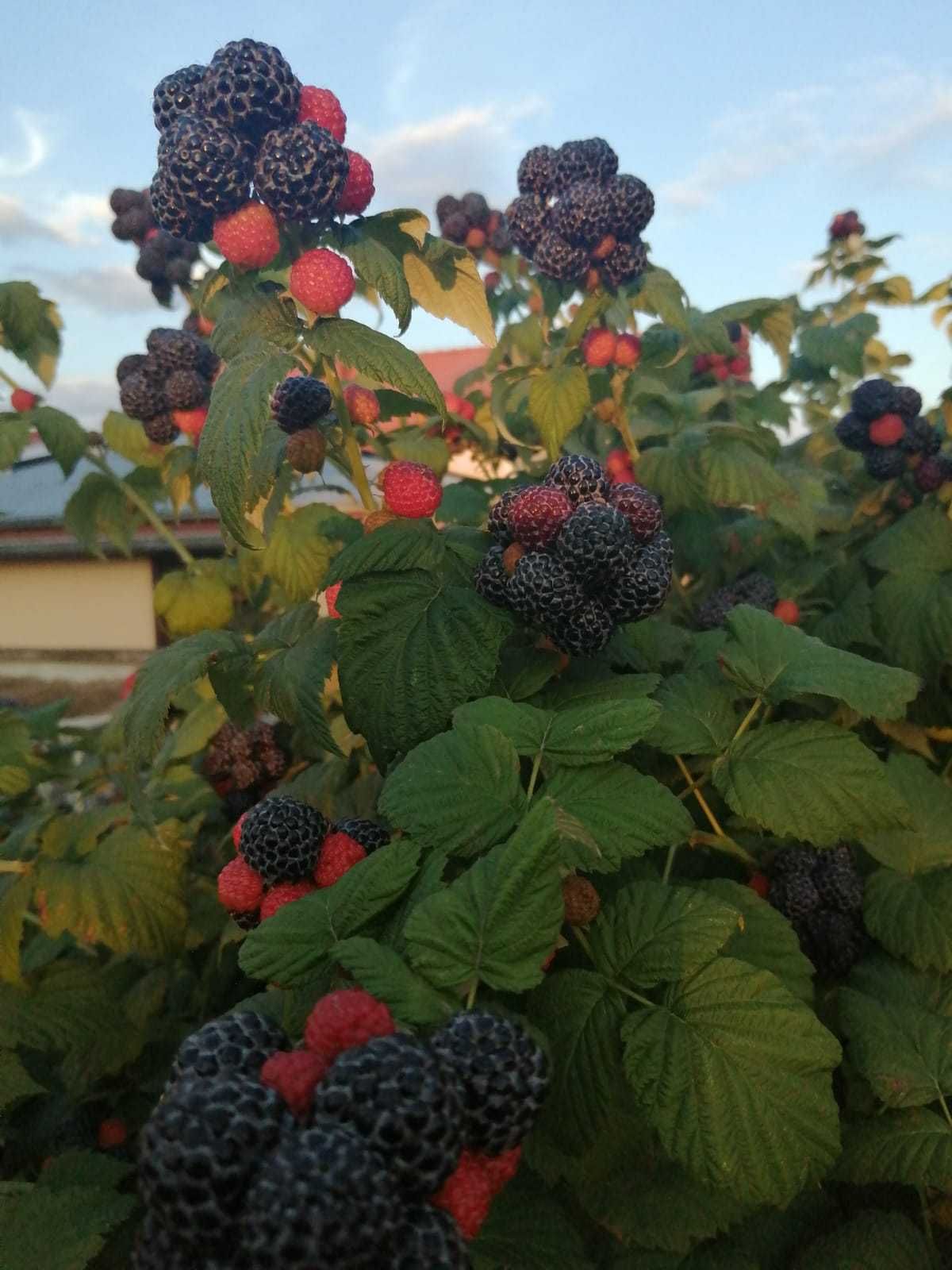 Miód z Mazurskiej wsi, nie duża, przydomowa pasieka