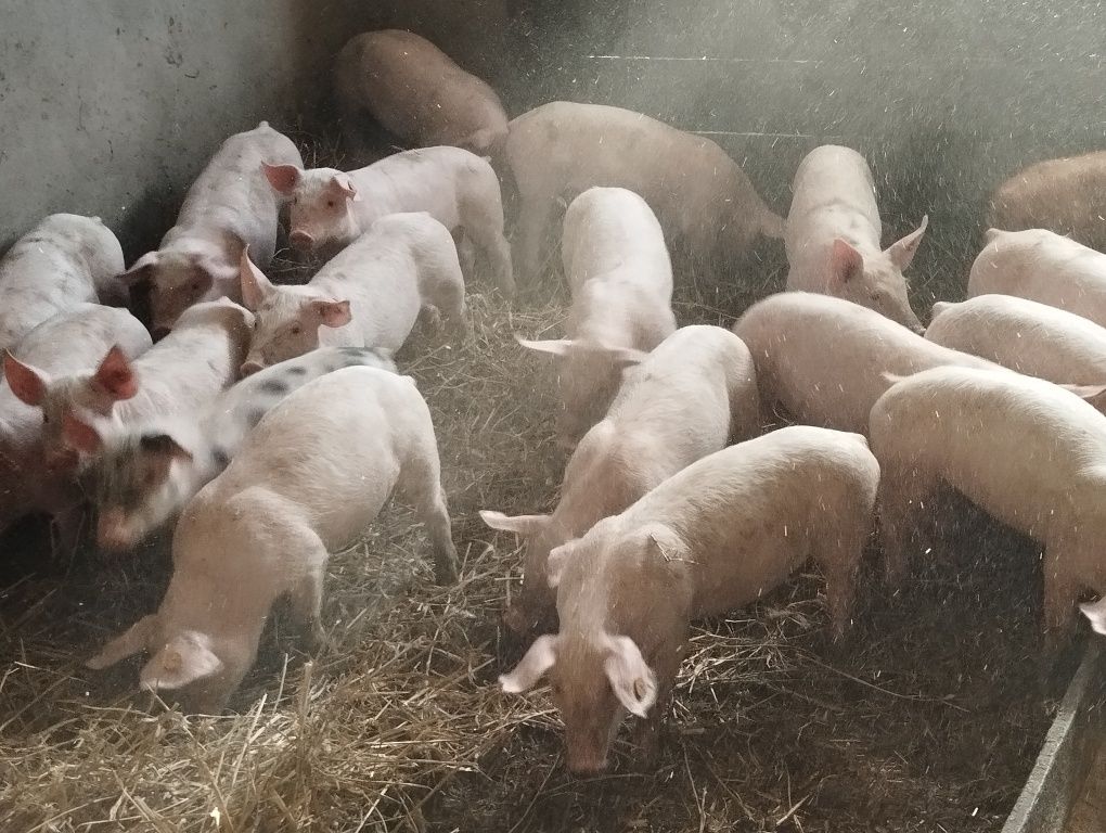 Prosięta 28 sztuk